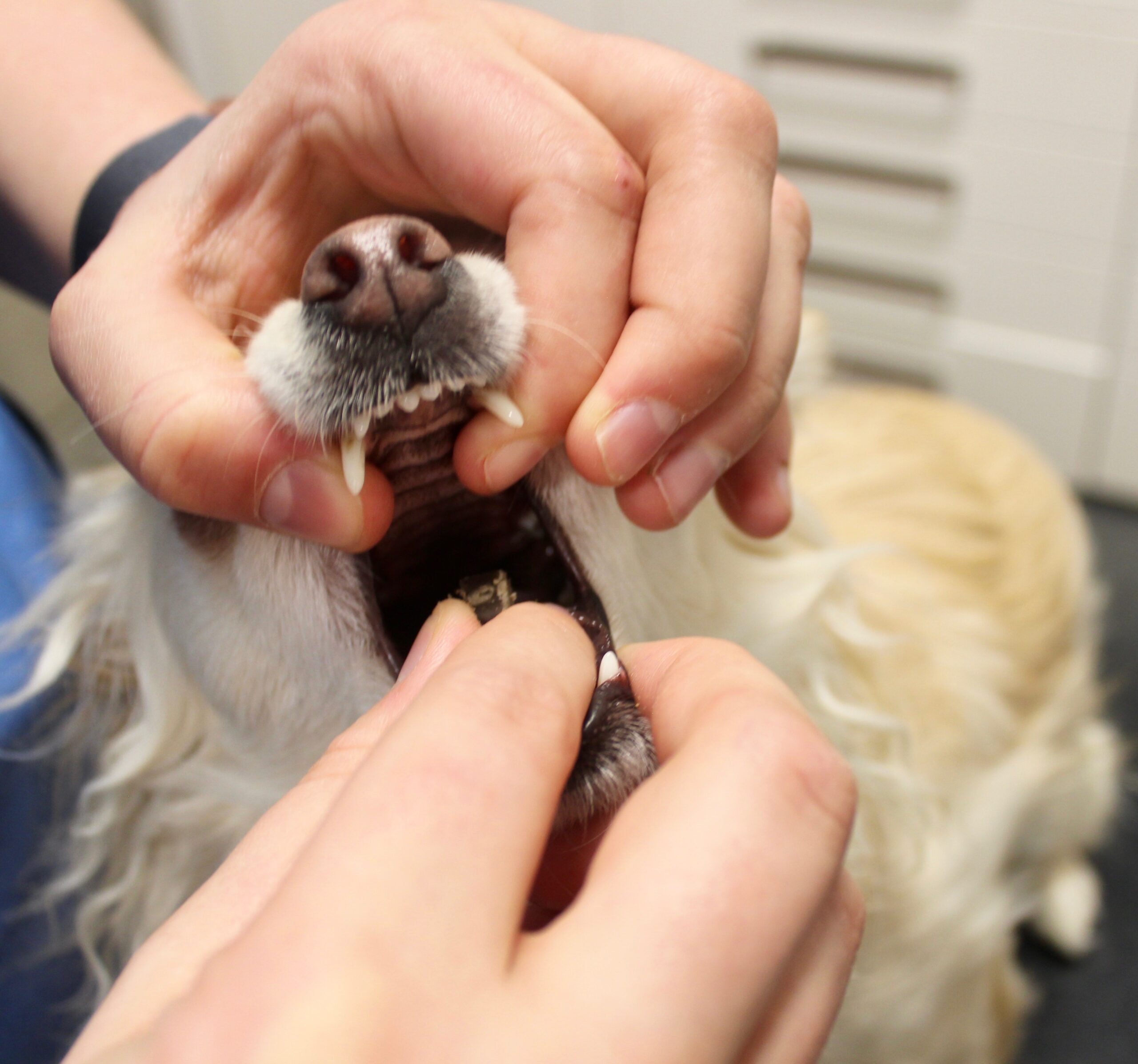 Wormen bij honden en katten