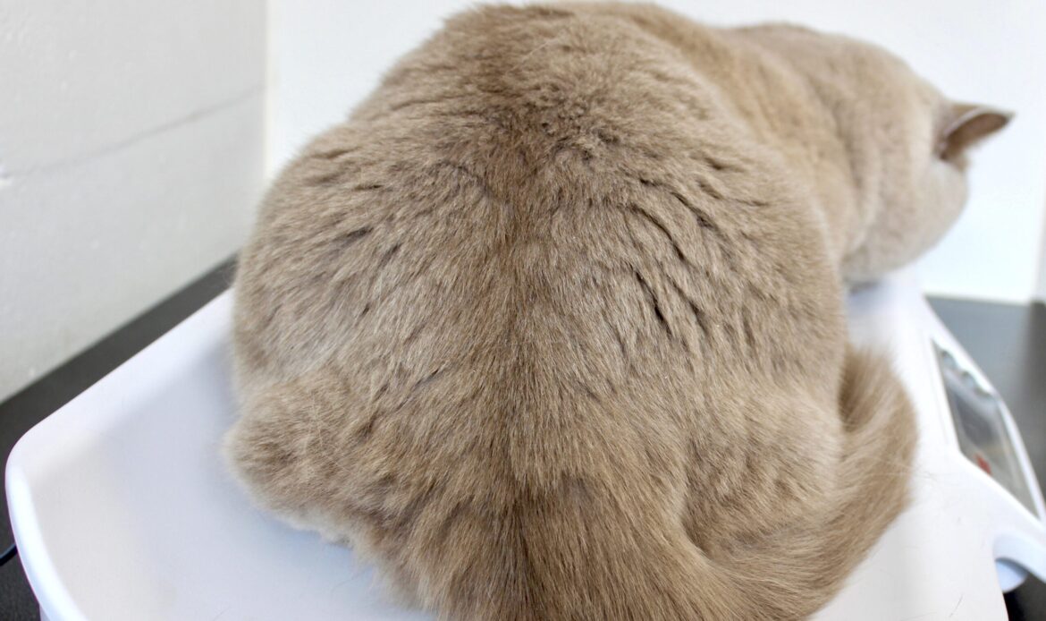 overgewicht kat