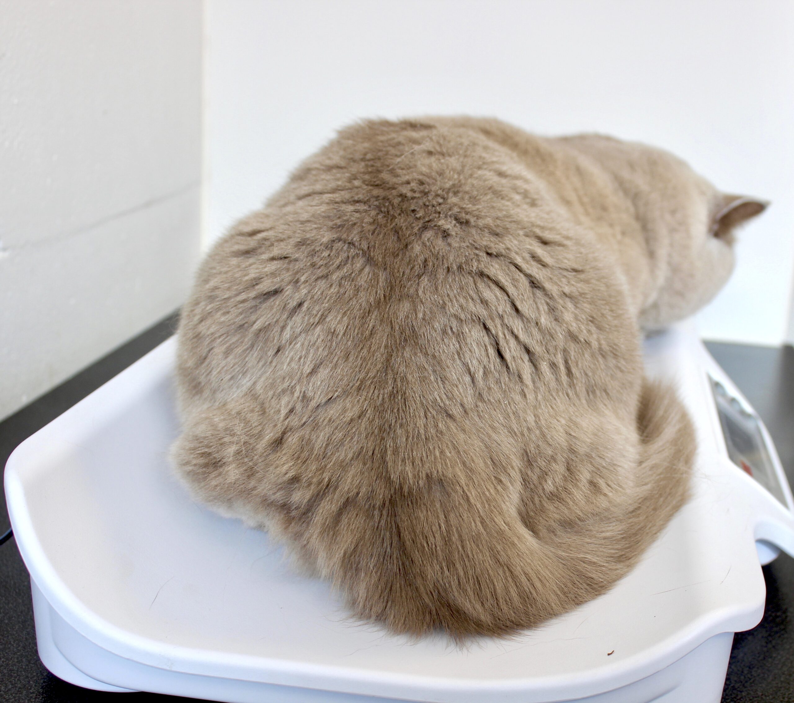 Overgewicht bij je kat