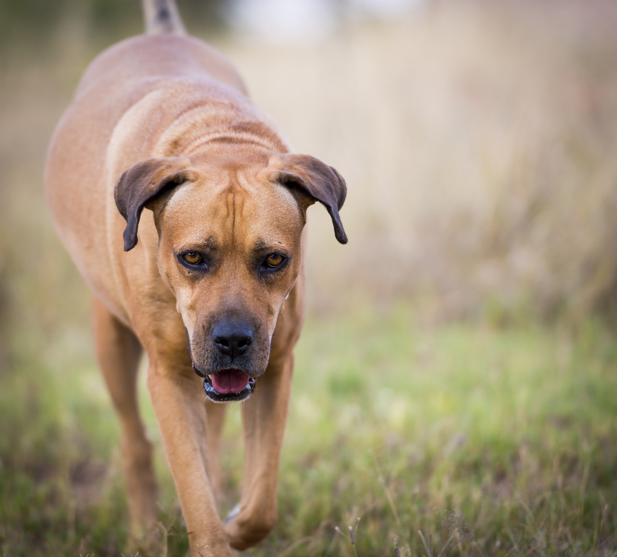 Algemene verzorging van een hond
